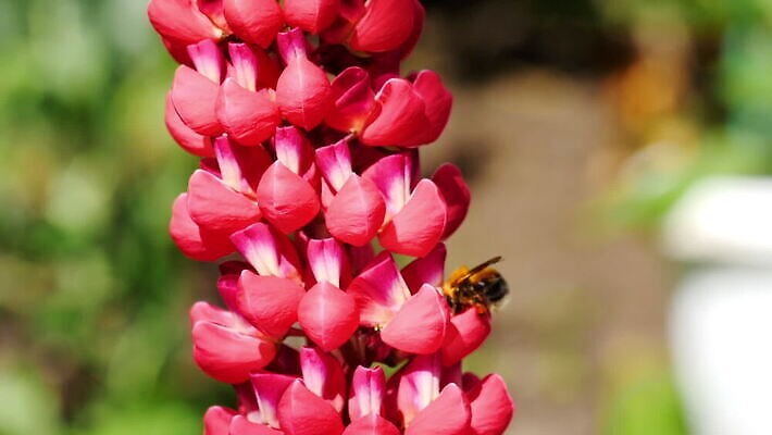 식물 동물 꽃 곤충 백그라운드 꽃무늬 자연 사람없음 초록색 뷰티 보라색 봄 벚꽃 개화 수분 제비꽃 꽃가루 꿀 내추럴 호박벌 MOV 해외동영상 클립영상 계절 컬러 무늬 벌_곤충 가루 생태계 동영상 파일형식