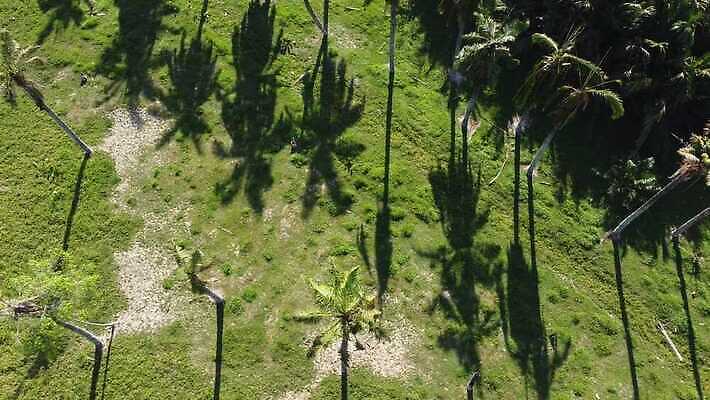 나무 식물 디자인 아시아 섬 여행 백그라운드 잎 자연 휴가 손바닥 그림자 사람없음 야외 뷰티 환경 정원 맑음 유기농 말레이시아 이국적 포상금 4K MP4 해외동영상 클립영상 손 웰빙 나라 돈 날씨 생태계 동영상 파일형식