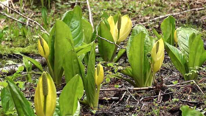 식물 꽃 컬러 자연 잉글랜드 사람없음 초록색 물 노란색 봄 젖음 습지 양배추 냄새 변소 서쪽 워싱턴 4K MP4 해외동영상 클립영상 자연요소 계절 채소 영국 미국 방향 생태계 동영상 파일형식