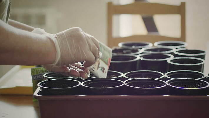 식물 손 계절 여자 꽃 농업 탁자 주택 실내 씨앗 사람 성인 새싹 흙 봄 성장 잡기 냄비 플라스틱 뿌리기 허브 에코 유기농 원예 바쁨 팔 모종 바이오 밭일 심기 온실 원예사 파종 4K MOV 해외동영상 클립영상 직업 웰빙 산업 가구 모션 재질 취미 내부 건물 신체부위 환경 농사 솥 동영상 파일형식