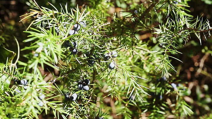 나무 식물 열매 백그라운드 과일 재료 자연 바람 사람없음 야외 앞모습 초록색 파란색 맑음 나뭇가지 신선 원형 양념 약초 허브 유기농 상록수 침엽수 아로마테라피 원뿔 식용 향나무 MOV 해외동영상 클립영상 자연요소 도형 웰빙 뷰포인트 컬러 날씨 풀_식물 생태계 테라피 동영상 파일형식