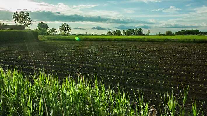나무 식물 계절 유럽 도로 여행 백그라운드 밭 농업 과일 자연 하늘 산 주택 파노라마 사람없음 야외 초록색 파란색 컬러풀 농장 농경지 환경 와인 봄 이탈리아 시골 언덕 포도밭 장면 산기슭 밭일 시에나 양조장 토스카나 4K MP4 해외동영상 클립영상 나라 산업 길 컬러 교통시설 주류 촬영기법 건물 생태계 동영상 파일형식