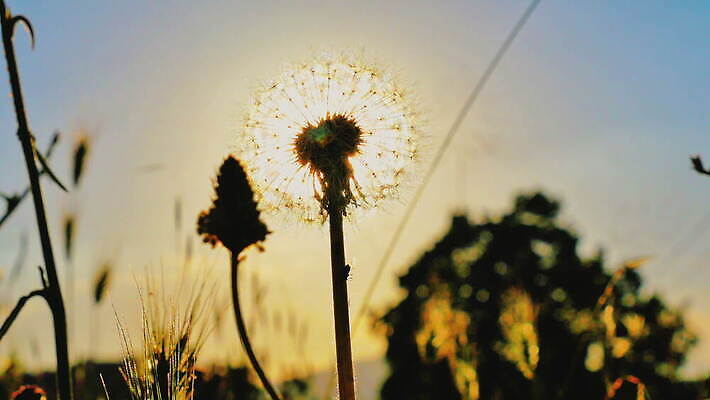 식물 꽃 백그라운드 자연 씨앗 풍경 사람없음 야외 햇빛 일출 일몰 민들레 4K MOV 해외동영상 클립영상 태양 노을 생태계 동영상 파일형식