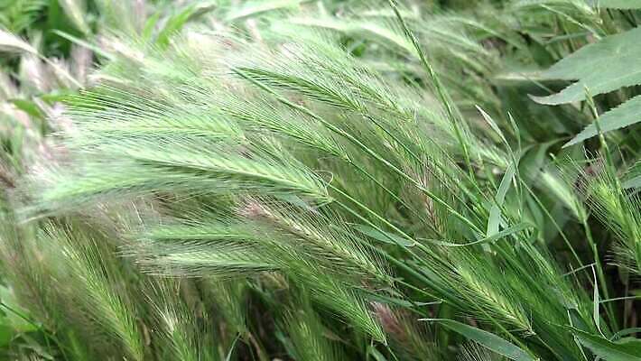 식물 자연 바람 사람없음 야외 초록색 보리 내추럴 4K MP4 해외동영상 클립영상 자연요소 컬러 날씨 곡류 생태계 동영상 파일형식