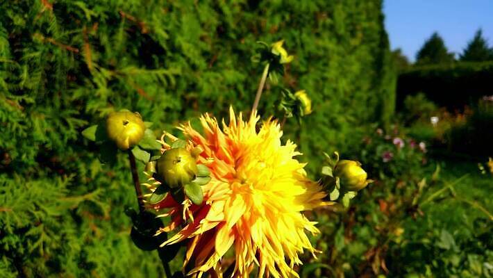 식물 동물 계절 꽃잎 꽃 야생동물 줄기 컬러 곤충 백그라운드 잎 꽃무늬 자연 바람 휴식 사람없음 야외 장식 빨간색 초록색 컬러풀 뷰티 노란색 정원 봄 벚꽃 흰색 신선 개화 수분 달리아 꽃가루 내추럴 호박벌 4K MOV 해외동영상 클립영상 자연요소 컨셉 무늬 날씨 벌_곤충 가루 생태계 동영상 파일형식