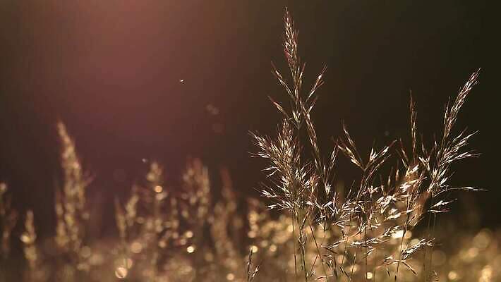 식물 백그라운드 농업 자연 사람없음 야외 일출 일몰 야간 내추럴 4K MP4 해외동영상 클립영상 자연요소 산업 노을 생태계 동영상 파일형식