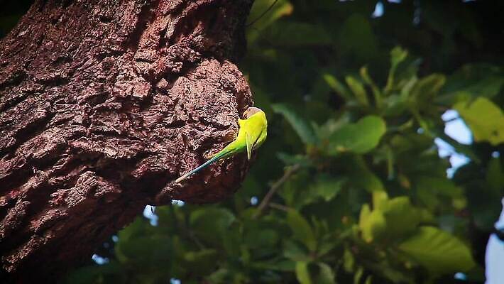 나무 동물 아시아 야생동물 자연 조류 국립공원 사람없음 둥지 사파리 깃털 앵무새 네팔 동영상 잉꼬 MOV 해외동영상 클립영상 식물 공원 나라 생태계 파일형식