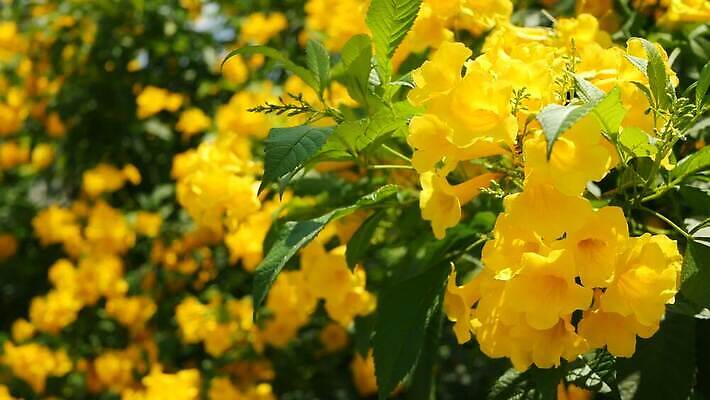 식물 꽃잎 꽃 백그라운드 자연 사람없음 노란색 내추럴 4K MP4 해외동영상 클립영상 컬러 생태계 동영상 파일형식