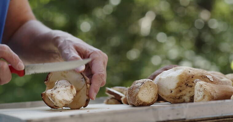 손 여자 음식 버섯 신선 그룹 칼 작음 큼 왕 자르기 청소 준비 곰팡이 그물버섯 번 페니 많음 4K MOV 해외동영상 클립영상 빵 컨셉 모션 사람 신체부위 동전 크기 동영상 파일형식