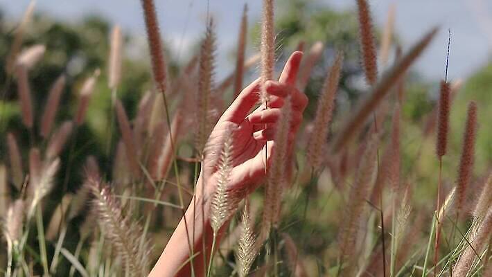 손 자연 야외 햇빛 터치 4K MP4 해외동영상 슬로모션 클립영상 촬영기법 신체부위 태양 생태계 동영상 파일형식