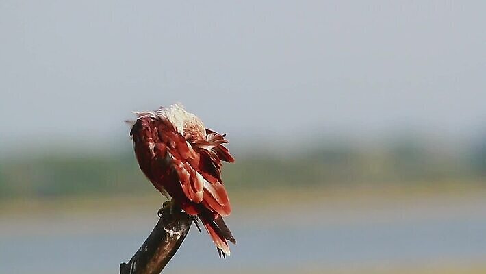 동물 아시아 야생동물 태국 자연 조류 국립공원 사람없음 뷰티 보호 사파리 연 독수리 서식지 몸단장 스리랑카 MOV 해외동영상 클립영상 공원 나라 컨셉 놀이용품 생태계 동영상 파일형식