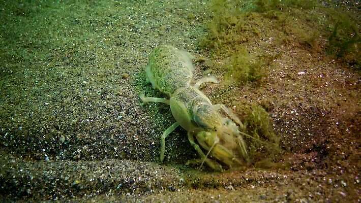 동물 야생동물 바다 절지류 신체 자연 새우 갑각류 사람없음 물 세계 환경 수중 생물학 수족관 암 동물상 생태학 우크라이나 해병대 4K MP4 해외동영상 클립영상 자연요소 교육 유럽 군대 조형물 질병 생태계 동영상 파일형식