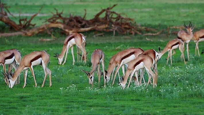 동물 야생동물 포유류 모션 아프리카 자연 초식동물 사람없음 야외 초록색 황무지 보호 군중 먹이 사파리 클립 영양 동영상 내추럴 경보 남아프리카 동물상 생태학 수유 칼라하리 HD MOV 해외동영상 클립영상 교육 나라 컬러 컨셉 사람 조형물 사막 생태계 파일형식