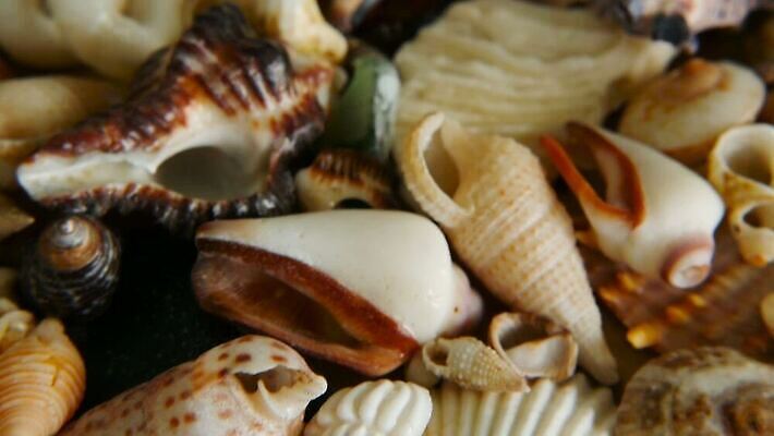 동물 디자인 음식 모래 바다 분홍색 여행 백그라운드 패턴 자연 휴가 조개 불가사리 연체동물 해변 사람없음 장식 물 여름 파란색 컬러풀 뷰티 갈색 수중 놀람 껍질 흰색 그룹 변화 산호 수집 해산물 휴양지 질감 달팽이 베트남 내추럴 식용 앵무조개 이국적 많음 비어있는 MOV 해외동영상 클립영상 자연요소 계절 감정 컬러 컨셉 무늬 어패류 극피동물 무척추동물 표정 동남아시아 장소 자포동물 생태계 동영상 파일형식