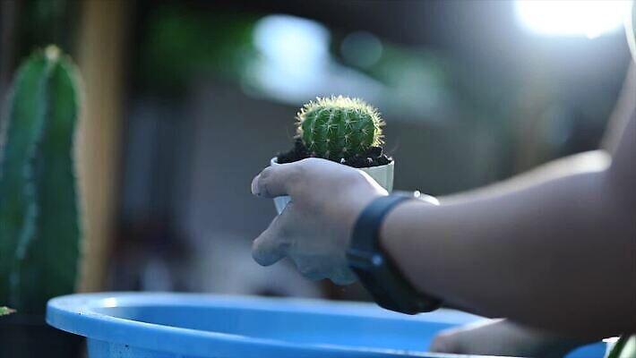 식물 손 커피 음료 꽃무늬 비즈니스 자연 탁자 선인장 주택 관리 한명 사람 취미 야외 컵 초록색 컴퓨터 사무실 우주 흙 카페 성장 잡기 시간 냄비 저녁 종업원 허브 원예 내추럴 돌봄 심기 원예사 그리너리 MOV 해외동영상 클립영상 직업 1 식기 꽃 컬러 가구 무늬 모션 건물 신체부위 전자제품 상점 솥 야간 생태계 동영상 파일형식 트랜드컬러