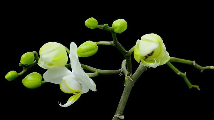 식물 꽃 백그라운드 자연 사람없음 성장 나뭇가지 난초 우아함 호접란 MOV 해외동영상 클립영상 나무 컨셉 생태계 동영상 파일형식