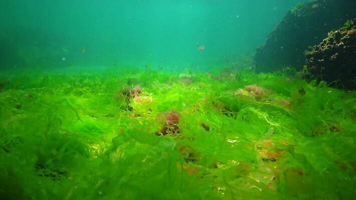 식물 바다 자연 사람없음 초록색 환경 바닷속 수중 해조류 생태계 광합성 산화 생태학 소금물 4K 수중영상 MP4 해외동영상 클립영상 교육 컬러 해양식물 동영상 파일형식