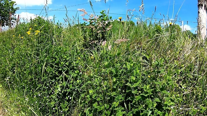 동물 전통 밭 농업 포유류 자연 사람없음 야외 초록색 농장 농경지 가축 침묵 소고기 우유 흰색 시골 소 군중 농부 방목 땅 호기심 동영상 내추럴 밭일 찰과상 4K MP4 해외동영상 클립영상 직업 감정 산업 컬러 컨셉 유제품 육류 사람 소리 축산업 상처 생태계 파일형식