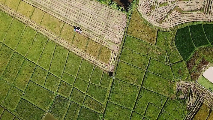 식물 산업 선 백그라운드 패턴 밭 농업 공장 자동차 태국 자연 씨앗 풍경 사람없음 초록색 농작물 농장 농경지 기계 흙 운전 수확 시골 작업 땅 질감 회전 날것 탱크 트랙터 엔진 밀짚 내추럴 돌리기 드론 땅바닥 전력질주 조감도 줄서기 4K MOV 해외동영상 클립영상 아시아 육상교통 컬러 무늬 공업 모션 바닥 짚 농기계 생태계 특수차량 동영상 파일형식