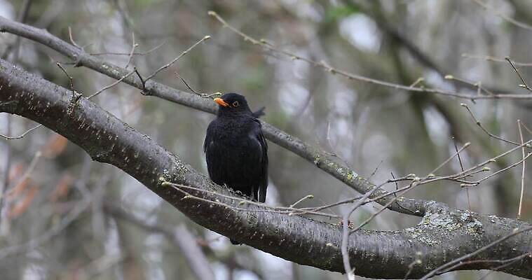 나무 동물 응시 남자 유럽 야생동물 백그라운드 오렌지 노래 자연 조류 사람없음 야외 초록색 파란색 뷰티 갈색 노란색 정원 검은색 봄 추위 나뭇가지 숲 깃털 호기심 꼬리 서리 부리 체코 내추럴 공화국 전국 유라시아 4K MOV 해외동영상 클립영상 식물 시선 계절 감정 나라 아시아 음악 컬러 컨셉 과일 사람 생태계 동영상 파일형식