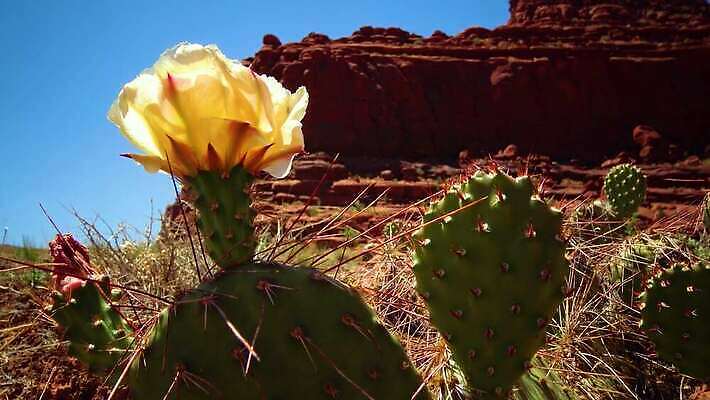 식물 꽃 자연 선인장 풍경 사람없음 노란색 사막 개화 가시 다육식물 4K MP4 해외동영상 클립영상 컬러 생태계 동영상 파일형식