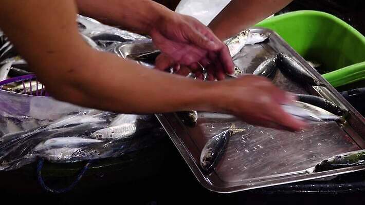 직업 아시아 음식 낚시 건강 어류 사람 사람없음 판매 세일 바구니 상점 신선 시장 해산물 준비 날것 지느러미 어장 소매 분류 생식 청어 4K MOV 해외동영상 클립영상 나라 레저 수중동물 동영상 파일형식