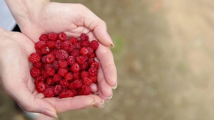 손 열매 과일 한명 사람 빨간색 농작물 농장 정원 수확 잡기 유기농 산딸기 4K MP4 해외동영상 클립영상 식물 1 웰빙 컬러 농업 모션 신체부위 동영상 파일형식