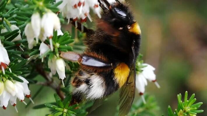 식물 동물 꽃 곤충 잎 자연 바람 사람없음 야외 모임 벚꽃 작업 닫기 수분 수집 꽃가루 꿀 동영상 호박벌 MP4 해외동영상 슬로모션 클립영상 자연요소 모션 날씨 촬영기법 벌_곤충 가루 생태계 파일형식