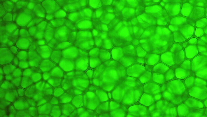 모양 식물 과학 백그라운드 컨셉 패턴 부분 자연 벽지 추상 생물 세포 현미경 실험 사람없음 초록색 약 거품 네트워크 투명 바이러스 확대 생명공학 유기농 질감 생물학 모자이크 미생물 분열 기하학 박테리아 광 MOV 해외동영상 클립영상 웰빙 교육 컬러 무늬 의학 실험기구 생태계 동영상 파일형식