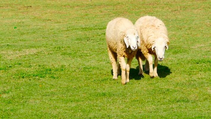 동물 밭 농업 포유류 자연 털 육류 풍경 초원 사람없음 야외 초록색 여름 농장 머리 환경 맑음 봄 목장 흰색 시골 양 그룹 소 군중 방목 호기심 양고기 내추럴 양모 램 밭일 양털 찰과상 MOV 해외동영상 클립영상 계절 감정 산업 컬러 컨셉 식재료 날씨 사람 신체부위 직물 축산업 상처 생태계 동영상 파일형식