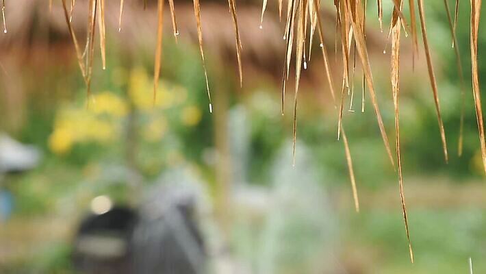 식물 날씨 사람없음 야외 아웃포커스 젖음 흐름 비 떨어짐 MOV 해외동영상 클립영상 자연요소 컨셉 촬영기법 동영상 파일형식