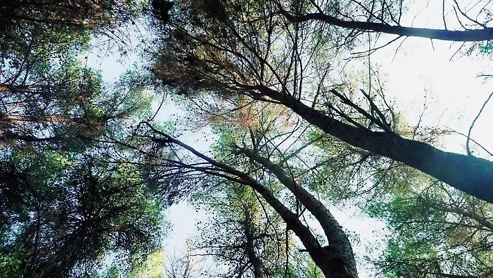 나무 식물 응시 계절 공원 백그라운드 잎 텍스트 모션 자연 하늘 사람없음 야외 목재 초록색 파란색 빛 우주 환경 맑음 봄 산책 덮개 나뭇가지 소나무 정상 저녁 숲 큼 아래 각도 내추럴 리투아니아 1인칭시점 4K MP4 해외동영상 클립영상 시선 공공시설 유럽 컬러 재료 날씨 휴식 뚜껑 야간 크기 방향 생태계 위치 동영상 파일형식