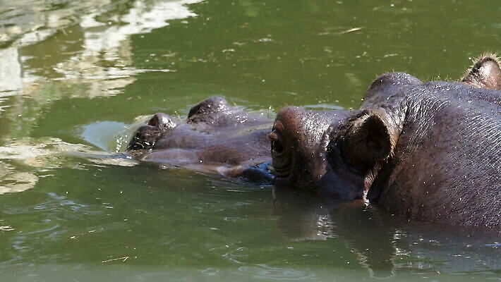 동물 공원 호수 야생동물 백그라운드 신체 포유류 자연 사람없음 야외 물 강 태양 갈색 머리 힘 젖음 연못 입 수수께끼 황무지 닫기 치아 위험 큼 만족 하마 내추럴 동물상 전국 MOV 해외동영상 슬로모션 클립영상 자연요소 공공시설 감정 컬러 컨셉 모션 촬영기법 신체부위 조형물 소화기관 크기 생태계 동영상 파일형식