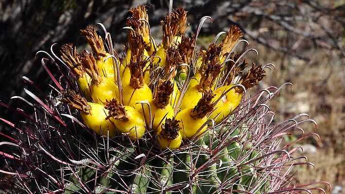 식물 공원 선 여행 자연 산 선인장 건조 사람없음 파란색 미국 성장 오르간 보호 큼 파이프 먼지 애리조나 천연기념물 전국 유일 4K MP4 해외동영상 클립영상 공공시설 컬러 컨셉 북아메리카 건반악기 크기 생태계 동영상 파일형식