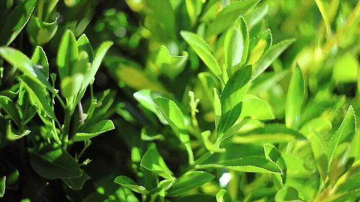 식물 잎 자연 사람없음 야외 초록색 내추럴 4K MP4 해외동영상 클립영상 컬러 생태계 동영상 파일형식