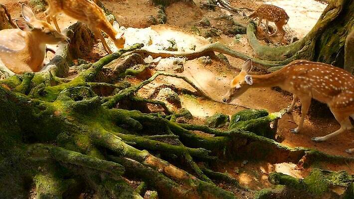 동물 공원 여자 남자 아시아 야생동물 백그라운드 밭 포유류 자연 초식동물 털 뿔 사람없음 야외 태양 갈색 머리 침묵 봄 흰색 아기 점 숲 방목 귀 뿌리 서식지 내추럴 동물상 아기사슴 암사슴 전국 MOV 해외동영상 클립영상 자연요소 계절 공공시설 나라 새끼 컬러 농업 사슴 사람 신체부위 조형물 소리 축산업 암컷 생태계 동영상 파일형식