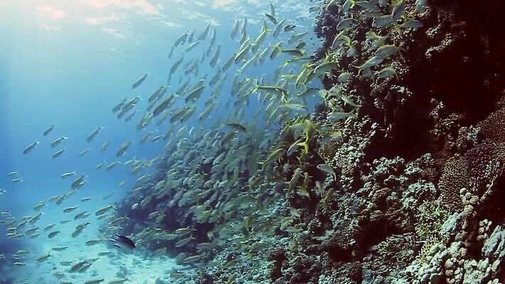 야생동물 바다 자연 어류 사람없음 수중 산호 산호초 암초 MP4 해외동영상 클립영상 동물 수중동물 수중식물 자포동물 생태계 동영상 파일형식