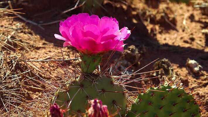 식물 꽃 컬러 과일 자연 선인장 풍경 사람없음 초록색 노란색 봄 사막 벚꽃 개화 가시 달콤 다육식물 숙성 4K MP4 해외동영상 클립영상 계절 맛 생태계 동영상 파일형식