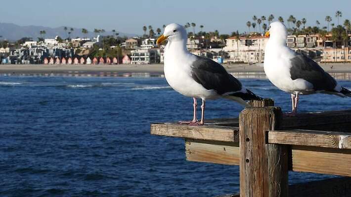 바다 여행 2 갈매기 조류 리조트 휴가 주택 해변 사람없음 건물 목재 물 여름 야자수 뷰티 항구 미국 산책로 쌍 분위기 닫기 캘리포니아 주말 태평양 로스앤젤레스 철책 4K 오션사이드 MP4 해외동영상 클립영상 자연요소 나무 동물 건축물 계절 길 컨셉 북아메리카 재료 교통시설 모션 동영상 파일형식
