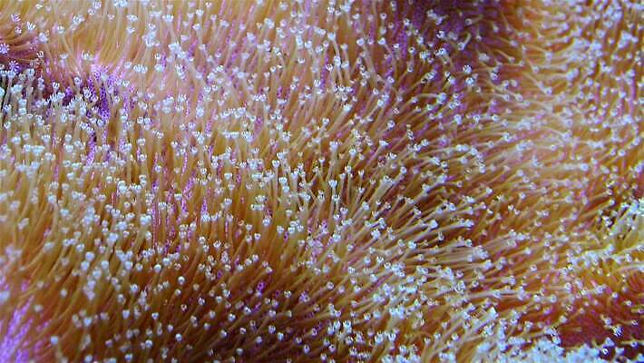 동물 야생동물 자연 왕관 어류 사람없음 환경 바닷속 수중 수영 광대 산호 산호초 닫기 다이빙 스쿠버다이빙 암초 수족관 해파리 깊이 이국적 포식 4K MP4 해외동영상 클립영상 모션 수중동물 수상스포츠 수중식물 자포동물 생태계 동영상 수중스포츠 파일형식