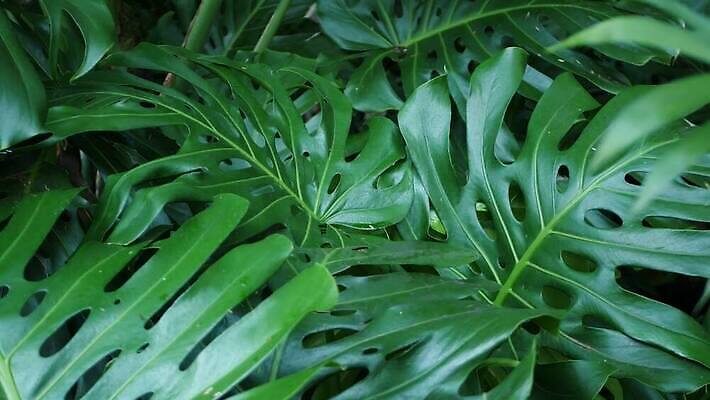 식물 백그라운드 잎 사람없음 초록색 숲 열대우림 내추럴 그리너리 4K MP4 해외동영상 클립영상 컬러 동영상 파일형식 트랜드컬러