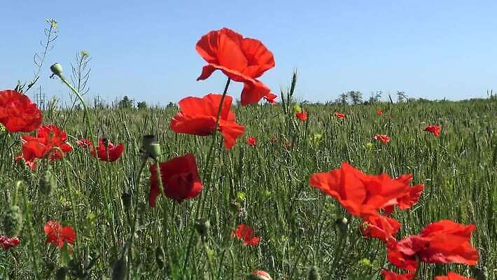 식물 계절 꽃 백그라운드 밭 농업 자연 하늘 사람없음 야외 빨간색 초록색 파란색 봄 시골 양귀비 남쪽 서식스 4K MP4 해외동영상 클립영상 산업 컬러 방향 생태계 동영상 파일형식