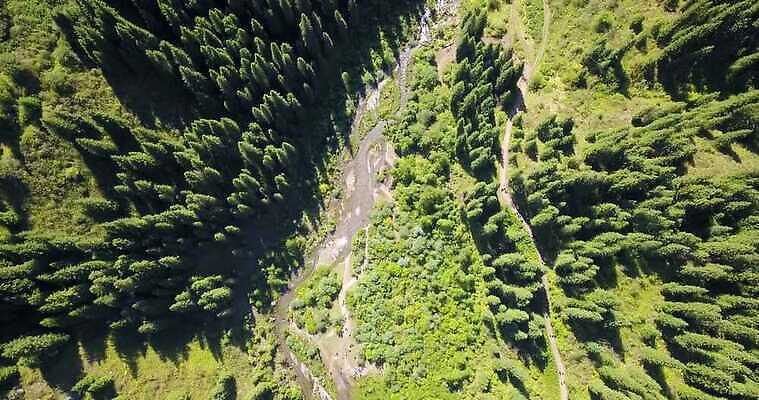 나무 유럽 자연 사람없음 야외 초록색 숲 내추럴 4K 알마티 MP4 해외동영상 클립영상 식물 나라 컬러 생태계 동영상 카자흐스탄 파일형식
