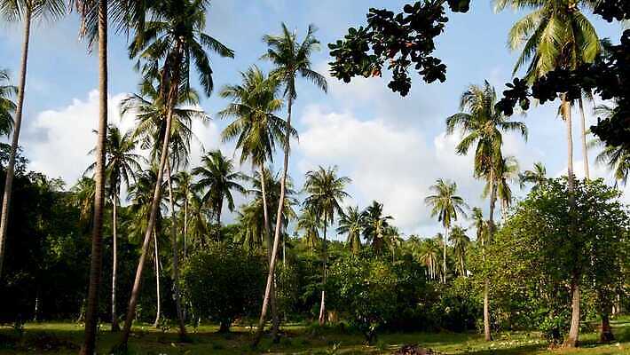 주간 나무 식물 태국 자연 하늘 사람없음 야외 초록색 야자수 4K MP4 해외동영상 클립영상 자연요소 아시아 컬러 생태계 동영상 파일형식