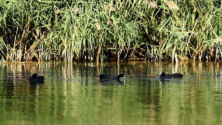 동물 1 호수 야생동물 컬러 자연 조류 표면 오리 성인 사람없음 야외 가로 초록색 물 뷰티 반사 머리 검은색 코트 흰색 연못 깃털 부드러움 목 물새 헝가리 내추럴 유라시아 MOV 해외동영상 클립영상 자연요소 유럽 아시아 사람 신체부위 외투 감각 생태계 동영상 동유럽 파일형식