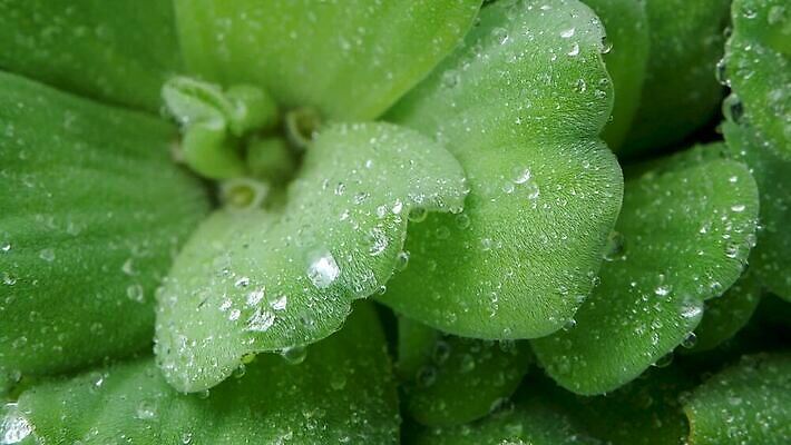 식물 잎 자연 사람없음 야외 초록색 젖음 물방울 MP4 해외동영상 클립영상 컬러 생태계 동영상 파일형식