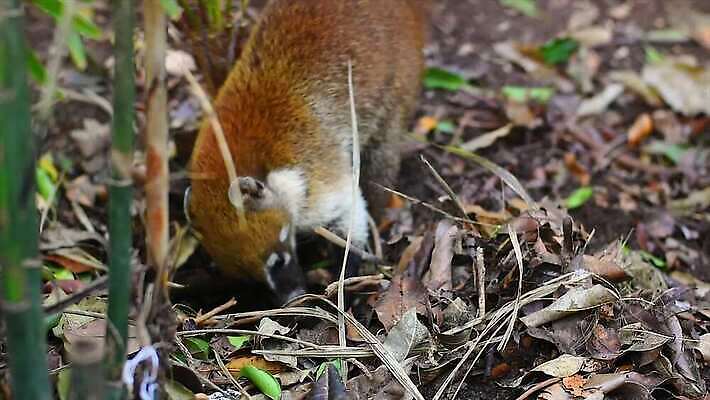 동물 얼굴 야생동물 포유류 자연 멕시코 털 사람없음 갈색 환경 입 닫기 숲 모피 먹기 코 꼬리 사냥꾼 주둥이 유카탄 4K MP4 해외동영상 클립영상 직업 컬러 북아메리카 모션 신체부위 생태계 동영상 파일형식
