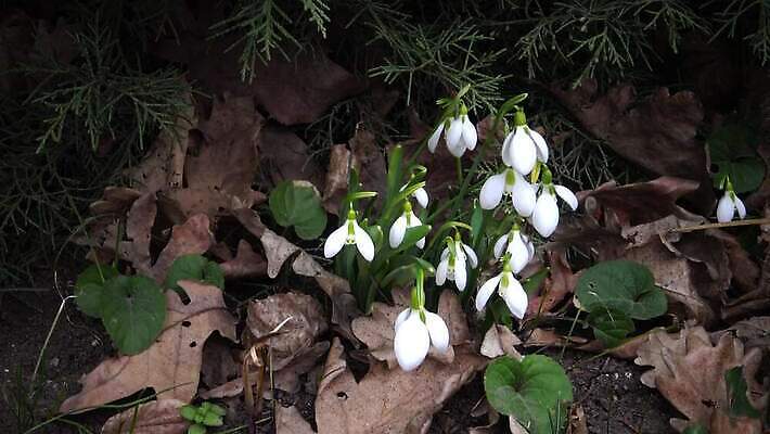 식물 꽃 백그라운드 잎 겨울 자연 사람없음 초록색 뷰티 정원 봄 벚꽃 흰색 신선 내추럴 스노드롭 헌병 4K MP4 해외동영상 클립영상 계절 컬러 군인 생태계 동영상 파일형식