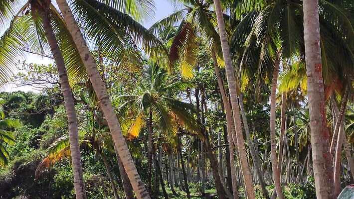 나무 모래 바다 섬 여행 자연 하늘 손바닥 사람없음 물 파란색 강 모래사장 야자수 태양 일몰 탐험 신선 대서양 내추럴 공화국 도미니카공화국 민물 이국적 코스타리카 파라다이스 4K MP4 해외동영상 클립영상 자연요소 식물 손 나라 컬러 노을 남아메리카 중앙아메리카 생태계 동영상 파일형식