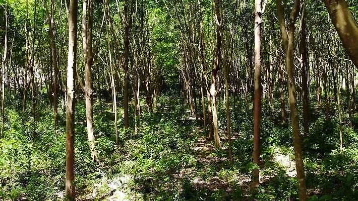 나무 식물 산업 아시아 여행 백그라운드 잎 농업 태국 자연 사람없음 야외 목재 컵 초록색 빛 농장 환경 정원 우유 수확 성장 흰색 신선 막대기 사발 숲 수집 날것 타이어 고무 잡동사니 내추럴 깊이 라텍스 원자재 줄서기 MP4 해외동영상 클립영상 식기 나라 컬러 재료 모션 유제품 사기그릇 생태계 동영상 파일형식